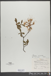 Rhododendron periclymenoides image