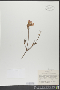 Rhododendron roseum image