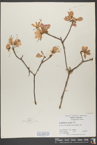 Rhododendron vaseyi image