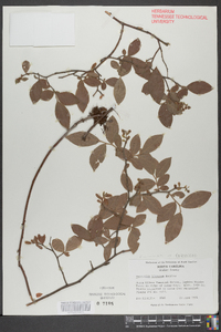 Vaccinium hirsutum image