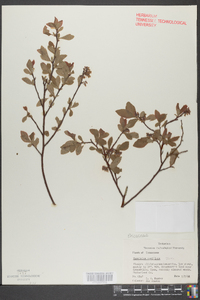 Vaccinium vacillans image