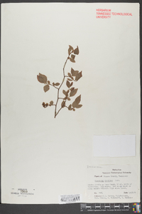 Vaccinium vacillans image