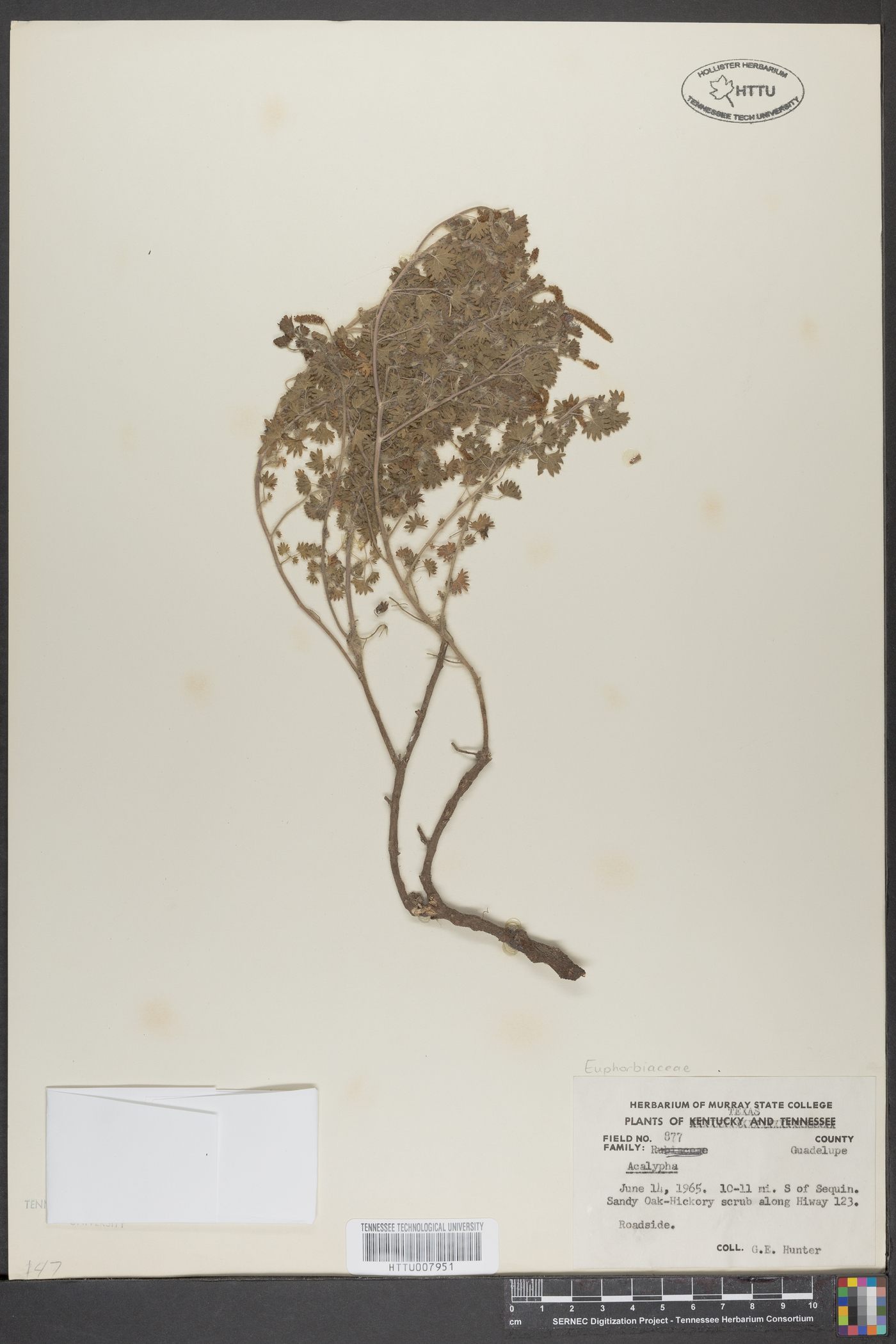 Acalypha acapulcensis image