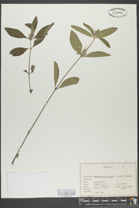 Ruellia caroliniensis image