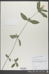 Ruellia caroliniensis image