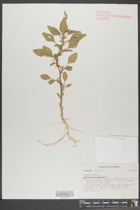 Amaranthus spinosus image