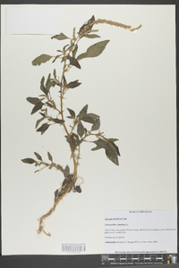 Amaranthus spinosus image