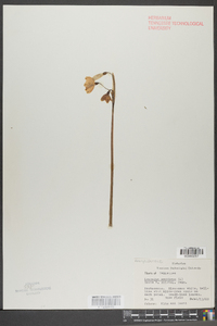 Leucojum aestivum image