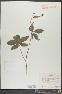 Sanicula trifoliata image