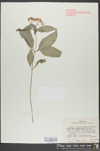 Asclepias quadrifolia image