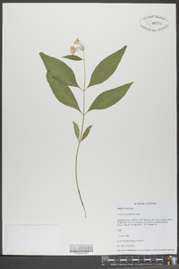 Asclepias quadrifolia image