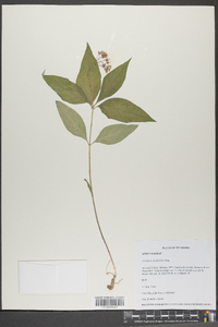 Asclepias quadrifolia image