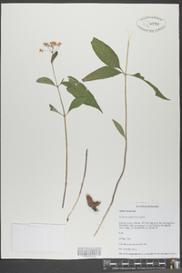 Asclepias quadrifolia image