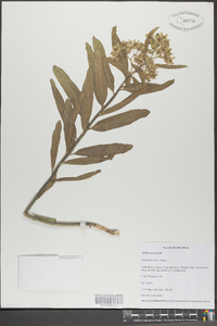 Asclepias viridis image