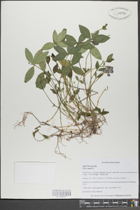 Vinca minor image