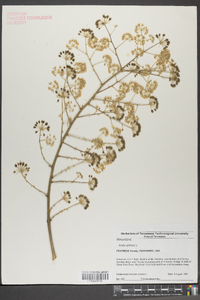 Aralia spinosa image