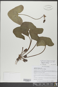 Hexastylis arifolia image