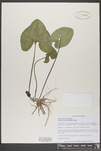 Hexastylis arifolia image