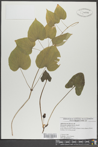 Hexastylis arifolia image