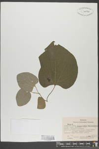 Aristolochia macrophylla image