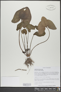 Hexastylis arifolia image