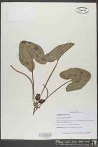 Hexastylis arifolia image