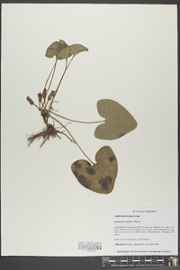 Hexastylis arifolia image