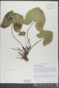 Hexastylis arifolia image