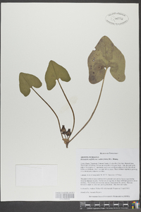 Hexastylis arifolia var. ruthii image