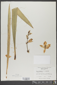 Yucca filamentosa image