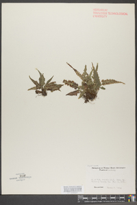 Asplenium abscissum image