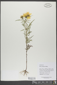 Bidens polylepis image