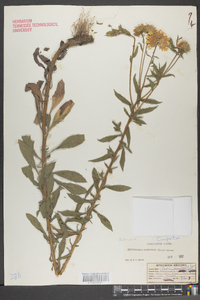 Heterotheca camporum var. camporum image