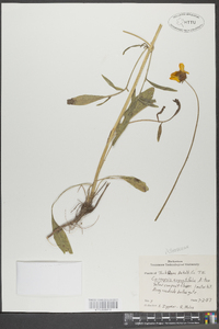 Coreopsis gladiata image