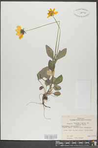 Coreopsis auriculata image