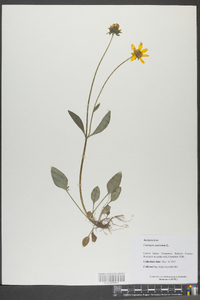 Coreopsis auriculata image