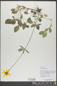 Coreopsis auriculata image