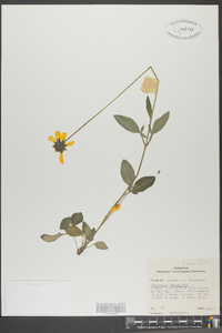 Coreopsis auriculata image