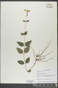 Eupatorium aromaticum image