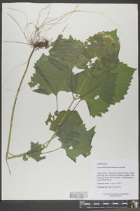 Eupatorium luciae-brauniae image