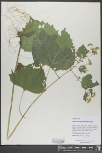 Eupatorium luciae-brauniae image