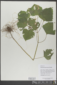 Eupatorium luciae-brauniae image