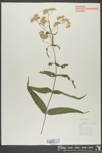 Eupatorium sessilifolium image