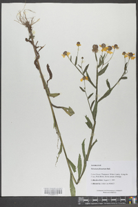 Helenium flexuosum image