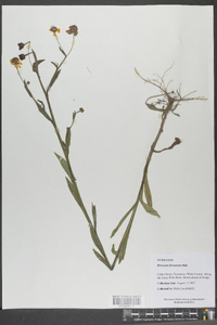 Helenium flexuosum image