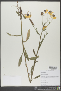 Helenium flexuosum image