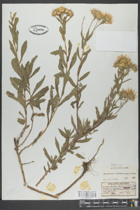 Heterotheca camporum image