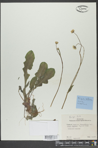 Krigia biflora image