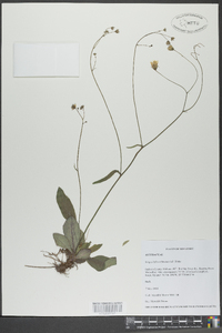 Krigia biflora image