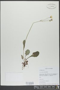 Krigia biflora image